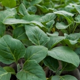 Kada saditi rasad paprike i patlidžana